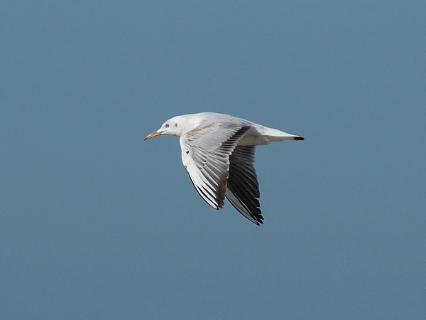 Kaitanokkalokki, Slender-billed Gull, Larus genei